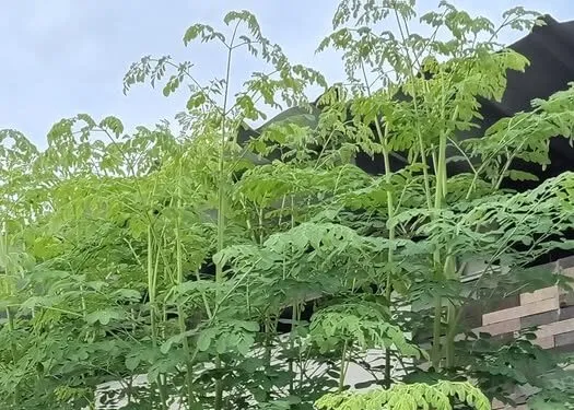 Daun Kelor NTT: "Superfood" Lokal dengan Manfaat Kesehatan Global