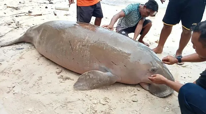 Dugong Terdampar di Pantai Sabu Raijua Mati Mengenaskan, Dagingnya Diambil Warga