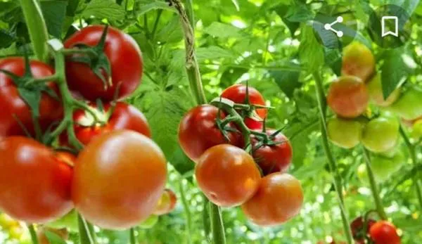 Laka Lena Panen Tomat di Amarasi: Gubernur NTT Ajak Sekolah Jadi Benteng Anti-Kemiskinan