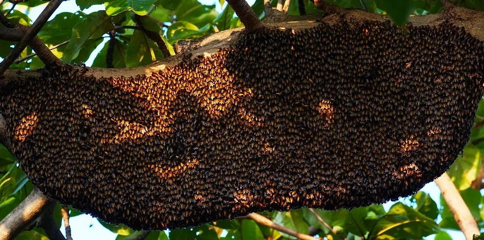 Emas Cair dari Timor: Madu Amfoang Kini Menjadi Standar Baru Antibiotik Alami Global