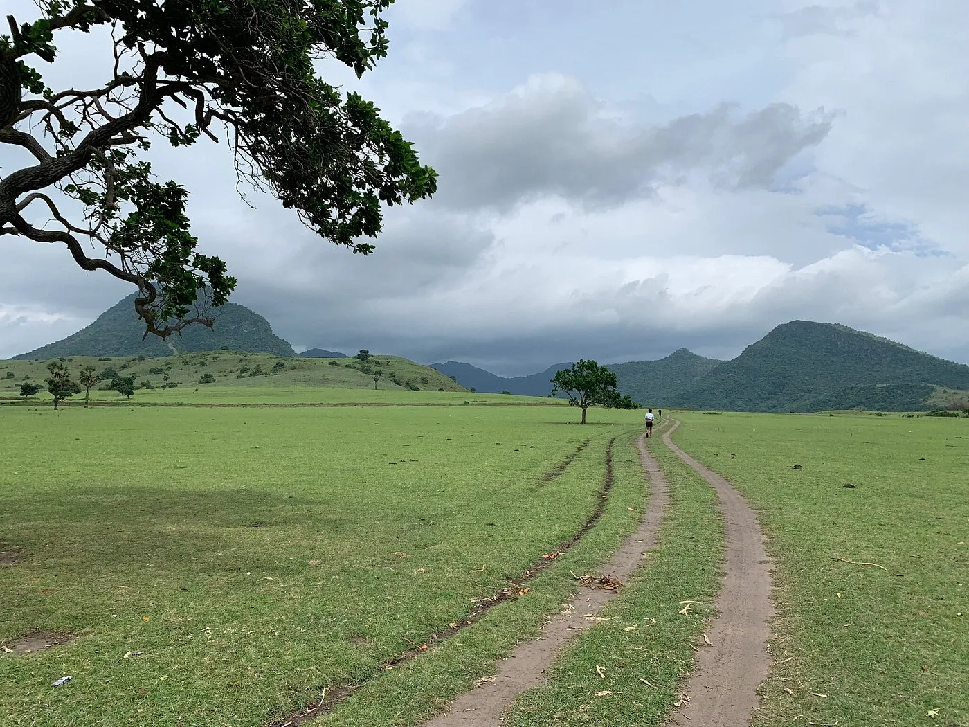 Padang Savana Mausui: Surga Alam di Manggarai Timur yang Memikat Wisatawan