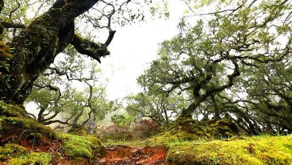 Keindahan Abadi Padang Sabana Fatumnasi: Pohon Bonsai di Tengah Dinginnya Timor